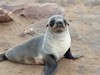 Cape Cross, Namibie